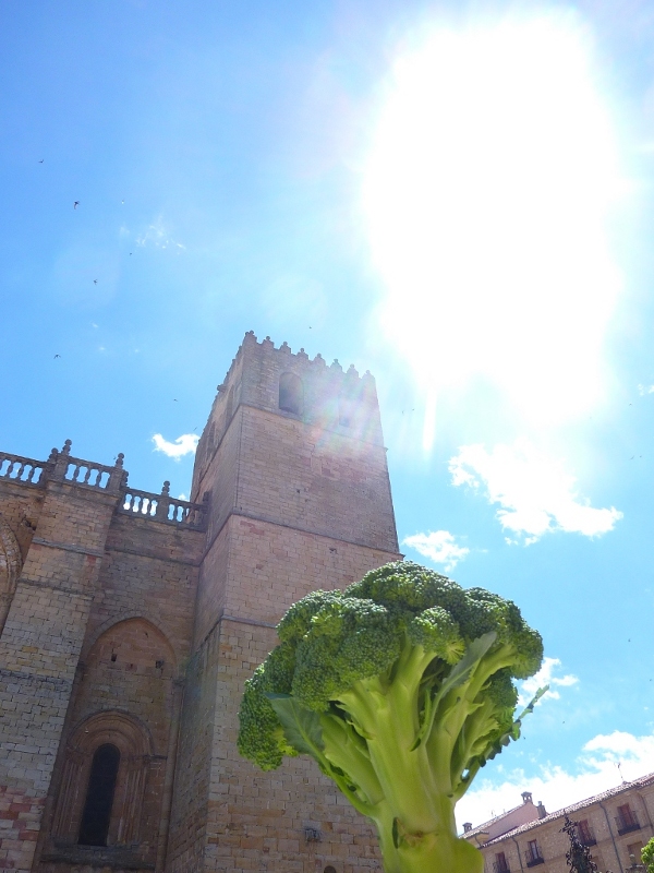 Un brécol, visto en escorzo frente a una de las torres de la catedral de Sigüenza