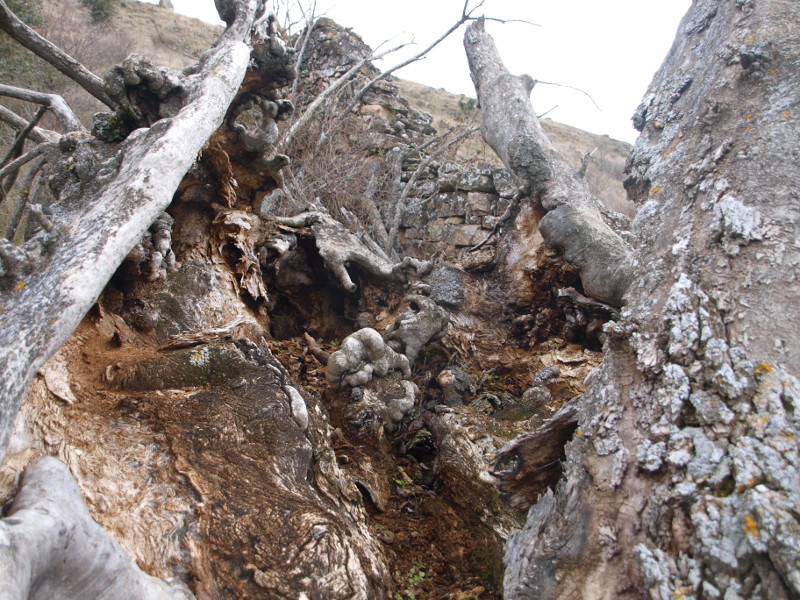 La corteza de un enorme árbol reposa en el suelo, con restos de una construcción pastoril de fondo