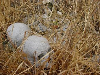 Un par de cráneos procedentes de los enterramientos del cementerio inmediato a la iglesia parroquial